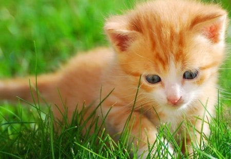 *** Little Kitten *** - green, color, grass, kitten