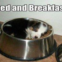 Bed and Breakfast