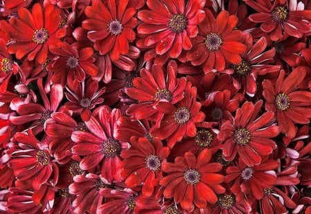 Red Flowers - flowers, texture, flower, red