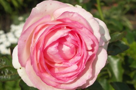 English Rose - lovely, garden, flower, pink