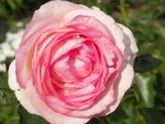 English Rose