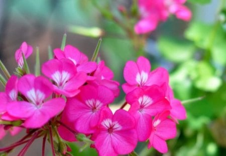 Pink Pelargonium - nature, pelargonium, flower, pink