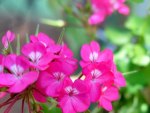 Pink Pelargonium