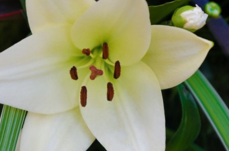 White Lily - white, nature, yellow, lily, green, flower