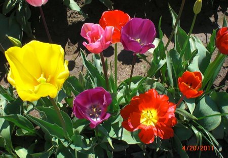 The Wooden Shoe Tulips - flowers, beauty, elegance, colors