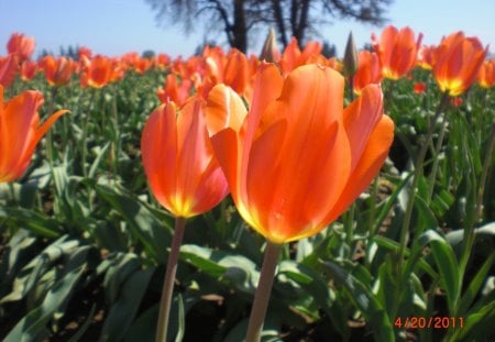 From Wooden shoes Garden - flowers, beauty, color, elegance