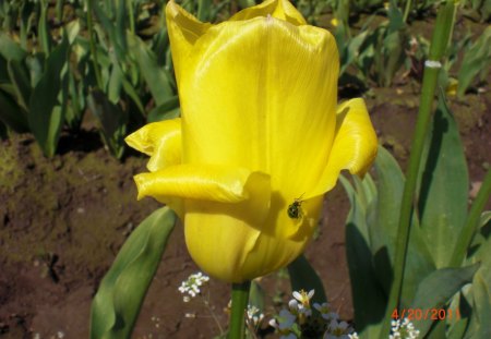 Yellow Tulip - flowers, elegance, beauty, color, bug