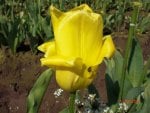 Yellow Tulip