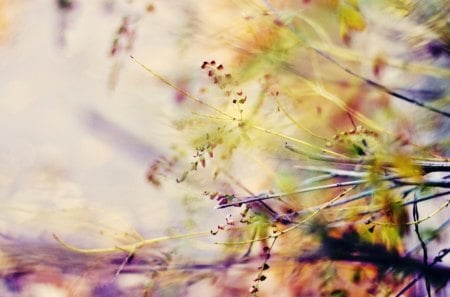 Branches Macro - macro, pretty, colorful, grass