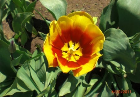 Tulip - beauty, color, elegance, flower