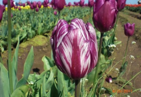 Colorful Tulip - flowers, beauty, color, elegance