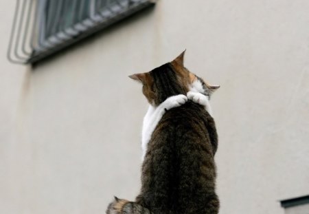 HUGS FOR KITTY - hugging, outdoors, photography, cats, hugs, love, affection, outside