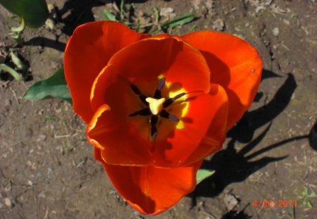 Red Tulips