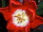 Star Tulip