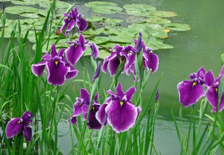 IRIS ON THE LILY POND - ponds, waterside, water, plants, wetlands, purple, bearded iris, green, flowers, lily pads