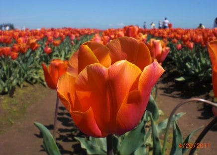 A Row of One Color Tulip