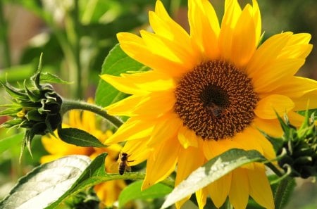 SUNSHINE FLOWER - hd, nature, cool, wall