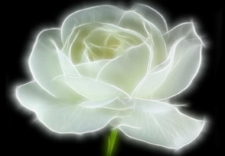 Snow_White rose - abstract, stem, flower, petals