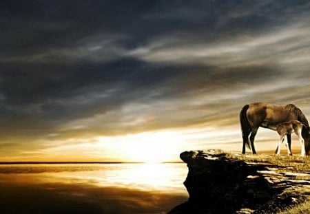 horse with a beautiful sunset - rock, sunset, water, horse