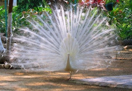 Snowy fan - white, peacock, beuty, fan, feathers