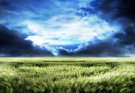 magnificent cropfields - crops, fields, wind, clouds