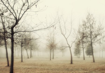 fog in a barren orchid - fog, field, trees, orchid