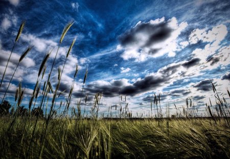 beautiful sky over wheat field - fields, sky, wheat, clouds