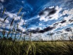 beautiful sky over wheat field