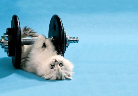 cat fitness - cat, animals, animal, funny, pet, cute