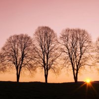 Trees at Sunset