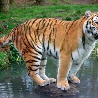 tiger balancing on a rock