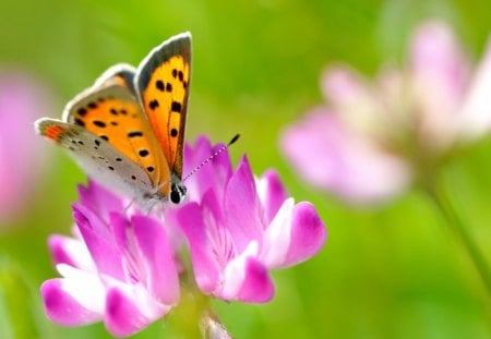 Monarch butterfly on a flower - butterfly, flower, nature, monarch