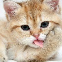 cute kitty