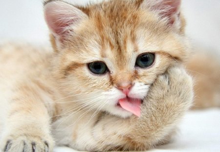 cute kitty - cute, animals, cats, kitty