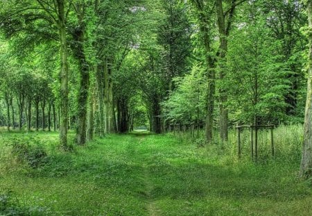 Forest - tree, forest, nature, green