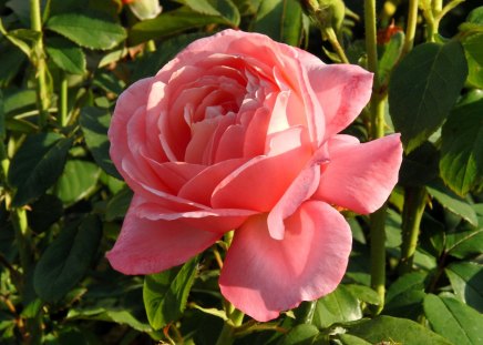 Rose - nature, rose, flower, pink