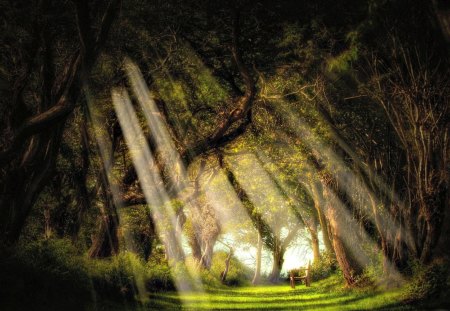 Splendor - forest, sunbeams, beautiful, amazing, grass, magic, view, tree, nature, paradise, path, magical, rays, landscape, beauty, pathway, sun, peaceful, sky, bench, sunrays, sunlight, lovely, splendor, woods, trees, green