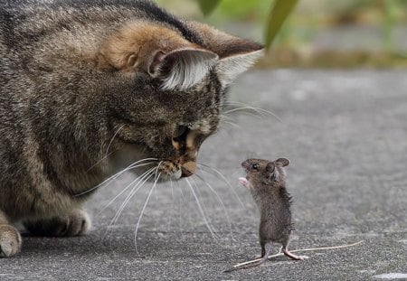 You will be my bodyguard... - mouse, cat, grey, little