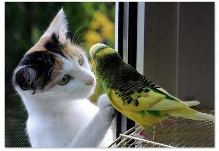 Are you looking at me? - white, yellow, cat, parrot, look, bird