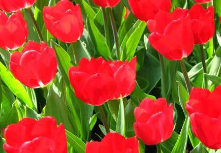 Divine garden♥ - loveliness, divine, forever, feng shui, precious, flowers, fresh, tulips, nature, red, green, garden