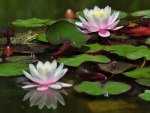 FROG IN LILY POND.