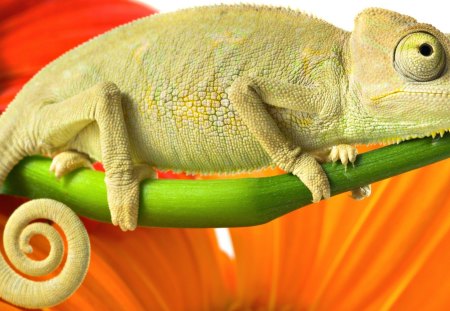 Chameleon - picture, sitting, green, chameleon