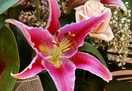 Lilium Flower - nice, lilium, flower, pink