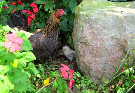 Mother hen with chick - garden, rock, flower, chick, mother hen