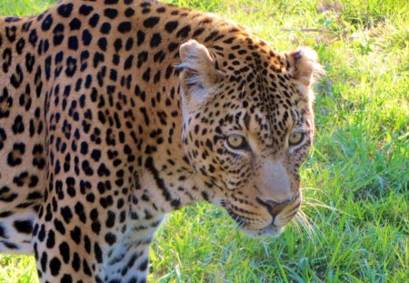 LEOPARD KNP - wildlife, bushveld, national parks, cats, big five, savannah, africa