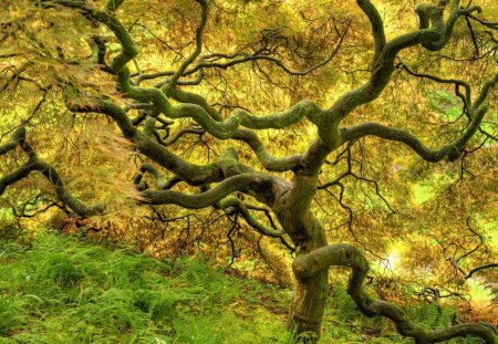 tropical dry forest - gnarled tress, forest, dry, grass