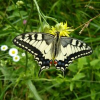 SWALLOWTAIL