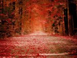 red autumn forest road