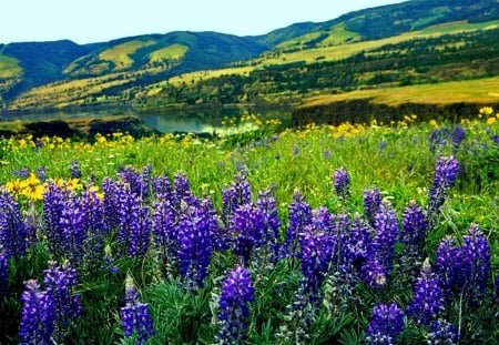 Nice blue flowers - summer, oregon, beautiful, emerald, grass, field, floral, nature, greenery, meadow, water, flowers, peaceful, blue, lake, sky, calmness, sunny, nice, lovely, america, green