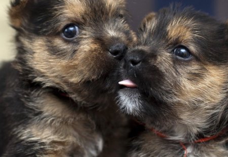 cute puppies - small, black, puppies, sweet